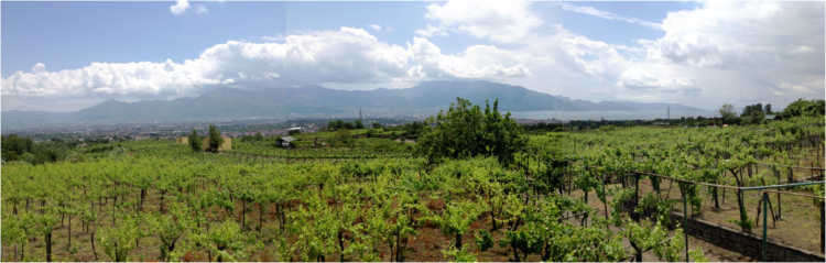 Azienda Sorrentino, Boscotrecase (NA)