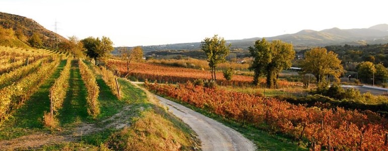 vigne poderi foglia